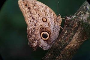 Manuel Antonio National Park: Wildlife-Watching Guided Tour