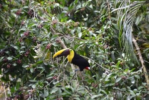 Manuel Antonio : Chutes d'eau de Nauyaca - journée complète en formule tout compris