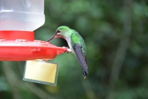 Manuel Antonio : Chutes d'eau de Nauyaca - journée complète en formule tout compris