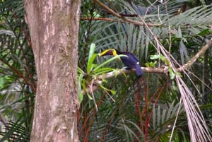 Manuel Antonio : Chutes d'eau de Nauyaca - journée complète en formule tout compris