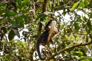 Manuel Antonio : Chutes d'eau de Nauyaca - journée complète en formule tout compris