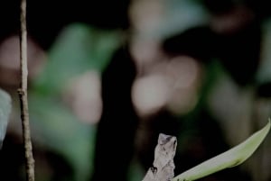 Manuel Antonio Night Jungle Tour