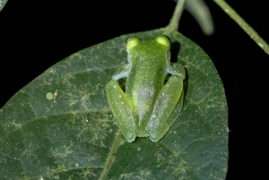 Manuel Antonio Night Jungle Tour