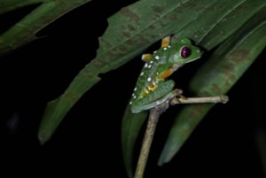 Manuel Antonio Night Jungle Tour