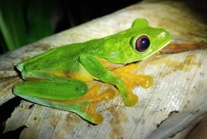 Manuel Antonio Night Jungle Tour