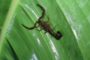 Manuel Antonio Night Jungle Tour