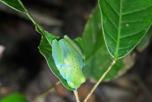 Manuel Antonio Night Jungle Tour