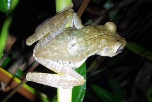 Manuel Antonio Night Jungle Tour