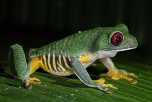 Manuel Antonio Night Jungle Tour