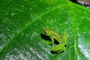 Manuel Antonio Night Jungle Tour