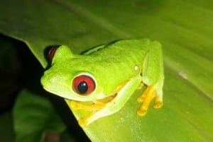 Manuel Antonio Night Jungle Tour