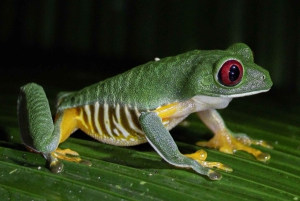 Visite nocturne de la jungle de Manuel Antonio