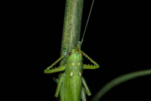 Visite nocturne de la jungle de Manuel Antonio