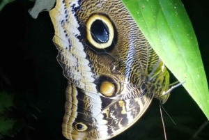 Visite nocturne de la jungle de Manuel Antonio