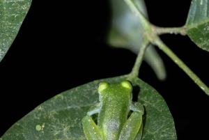Visite nocturne de la jungle de Manuel Antonio