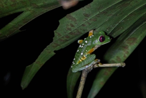 Visite nocturne de la jungle de Manuel Antonio
