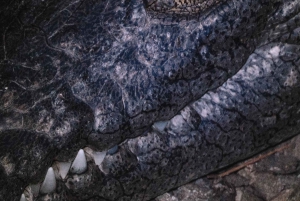 Visite nocturne de la jungle de Manuel Antonio