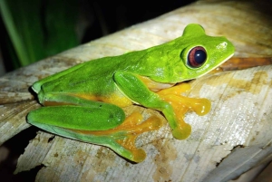 Visite nocturne de la jungle de Manuel Antonio