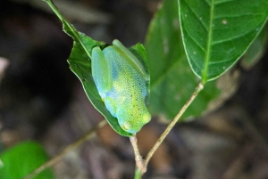 Visite nocturne de la jungle de Manuel Antonio