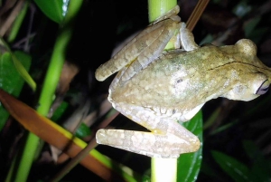 Visite nocturne de la jungle de Manuel Antonio
