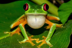 From Manuel Antonio: Rainmaker Conservation Park Night Tour