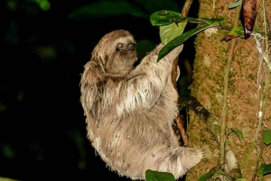 From Manuel Antonio: Rainmaker Conservation Park Night Tour