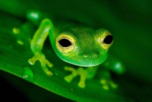 From Manuel Antonio: Rainmaker Conservation Park Night Tour