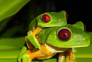 Manuel Antonio: Tour noturno com um guia de turismo naturalista.