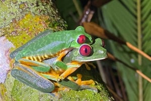 Manuel Antonio: Yökierros luonnontieteilijän oppaan kanssa.