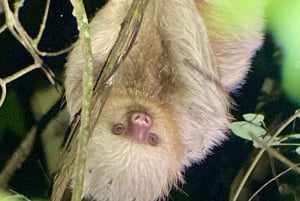 Manuel Antonio: Tour noturno com um guia de turismo naturalista.