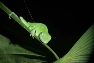 Manuel Antonio: Tour noturno com um guia de turismo naturalista.