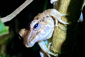 Manuel Antonio: Tour noturno com um guia de turismo naturalista.