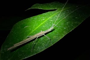 Manuel Antonio: Tour noturno com um guia de turismo naturalista.