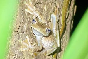 Manuel Antonio: Tour noturno com um guia de turismo naturalista.