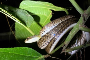 Manuel Antonio: Tour noturno com um guia de turismo naturalista.