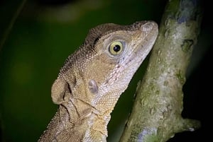 Manuel Antonio: Tour noturno com um guia de turismo naturalista.