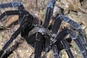 Manuel Antonio: Night Walking Tour with a Naturalist Guide