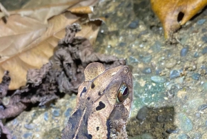 Manuel Antonio: Night Walking Tour with a Naturalist Guide