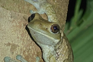 Manuel Antonio: Tour noturno com um guia de turismo naturalista.