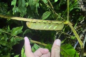 Manuel Antonio: Tour noturno com um guia de turismo naturalista.