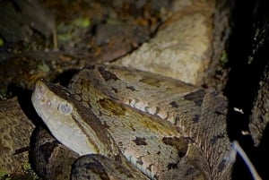 Manuel Antonio: Tour noturno com um guia de turismo naturalista.