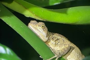 Manuel Antonio: Tour noturno com um guia de turismo naturalista.