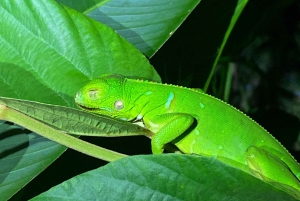 Manuel Antonio: Tour noturno com um guia de turismo naturalista.