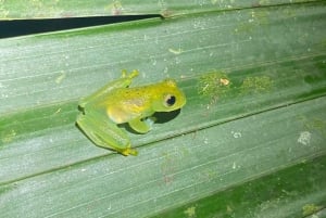 Manuel Antonio: Tour noturno com um guia de turismo naturalista.