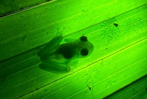 Manuel Antonio: Night tour with a naturalist guide.