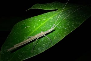 Manuel Antonio: Night tour with a naturalist guide.