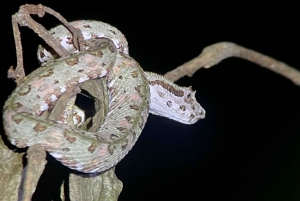 Manuel Antonio: Night tour with a naturalist guide.