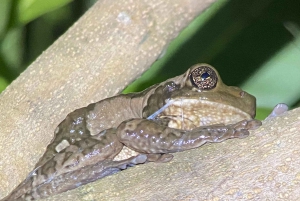 Manuel Antonio: Night tour with a naturalist guide.