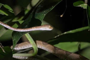 Manuel Antonio: Night tour with a naturalist guide.