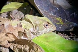 Manuel Antonio: Night tour with a naturalist guide.